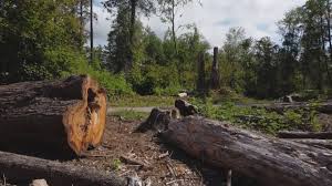 Best Utility Line Clearance  in Barbourmeade, KY