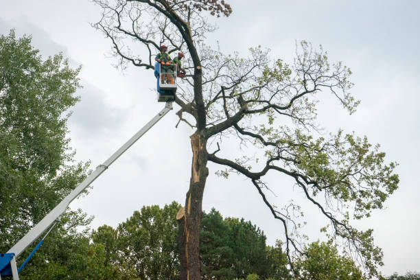 Best Storm Damage Tree Cleanup  in Barbourmeade, KY