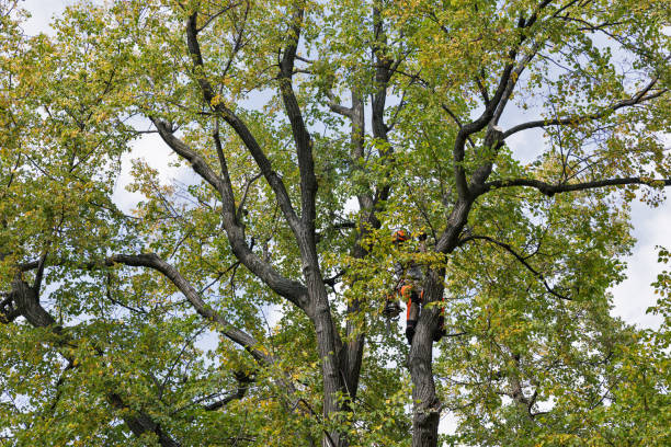 Best Commercial Tree Services  in Barbourmeade, KY